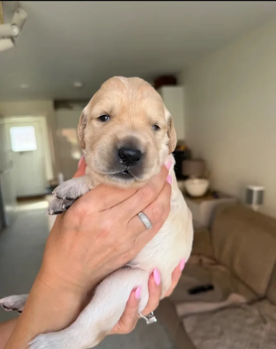 Golden Retriever en adopción