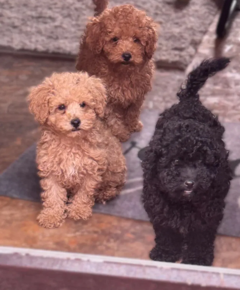 Poodle puppies for adoption