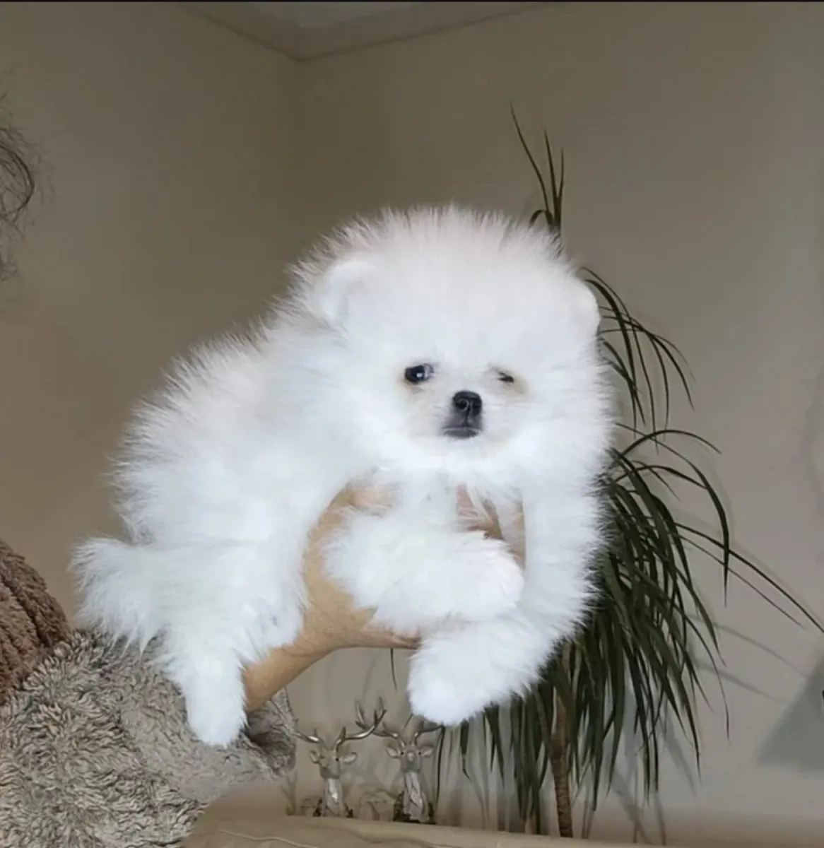 Jouets incroyables, chiots Pomeraniens