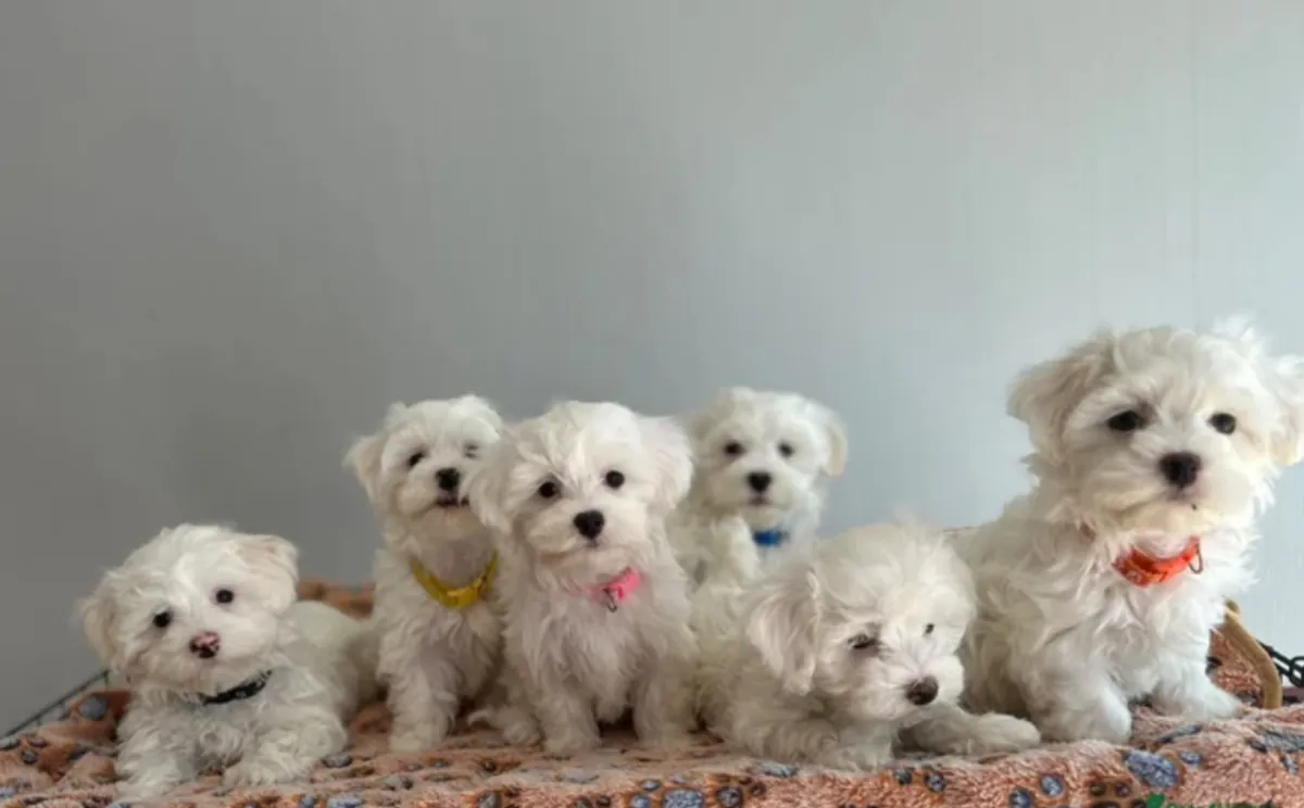美丽的马尔济斯犬小狗