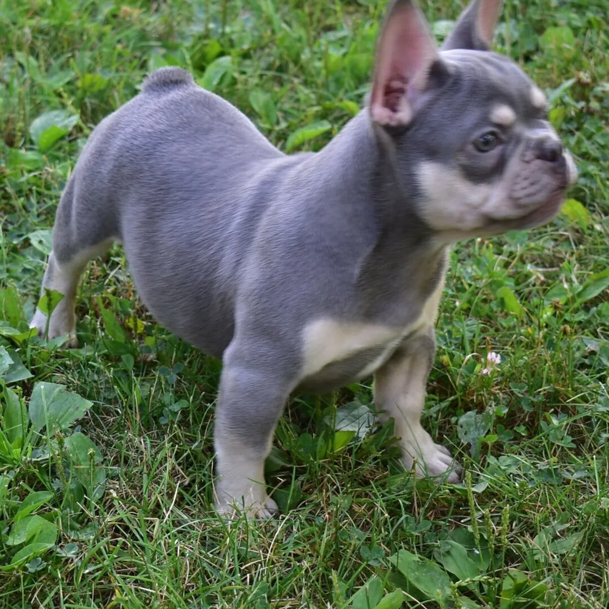 Adorable chiot Bulldog Français bleu et feu cherche un foyer !