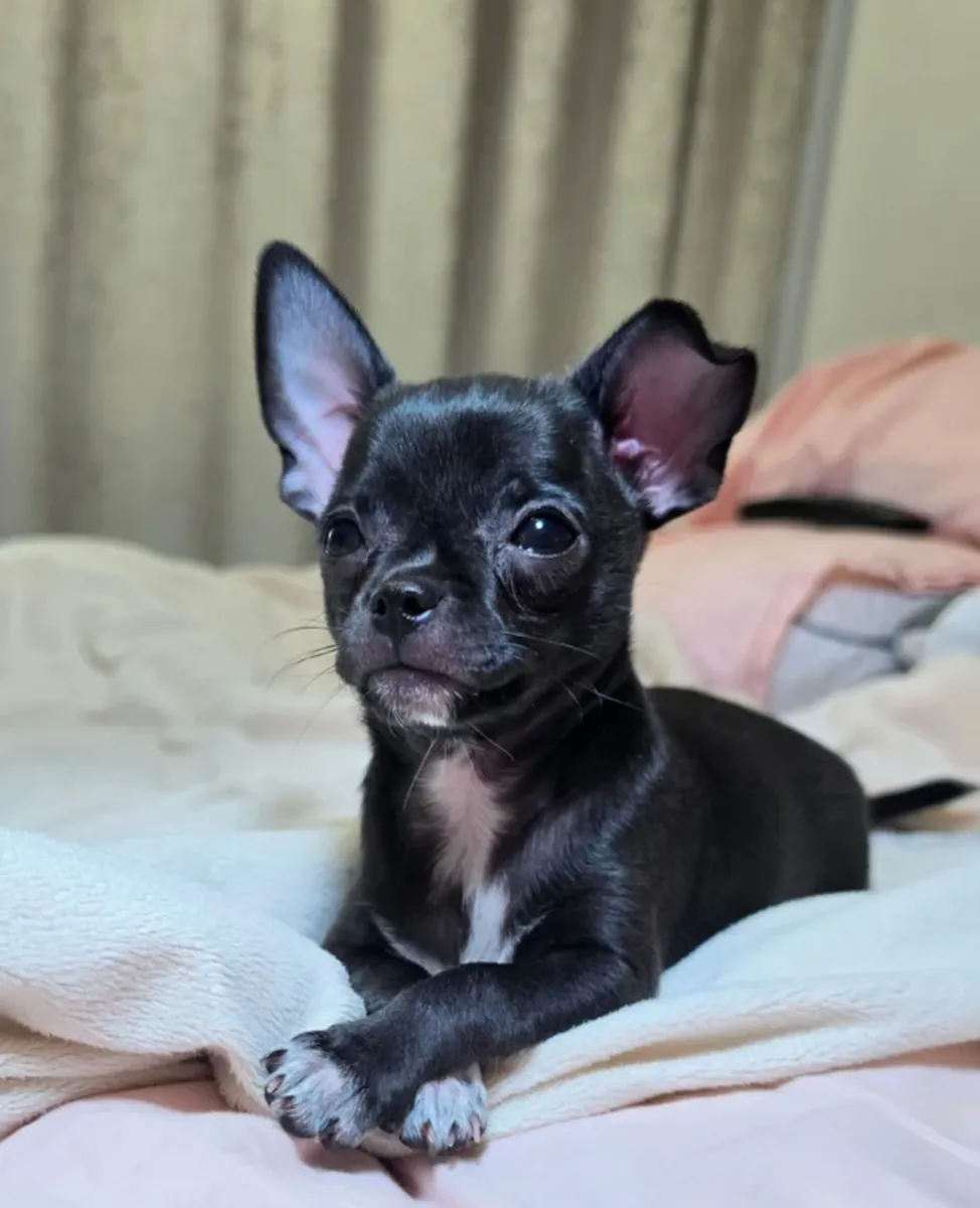 Chihuahua Girls: ready to find a forever home they like