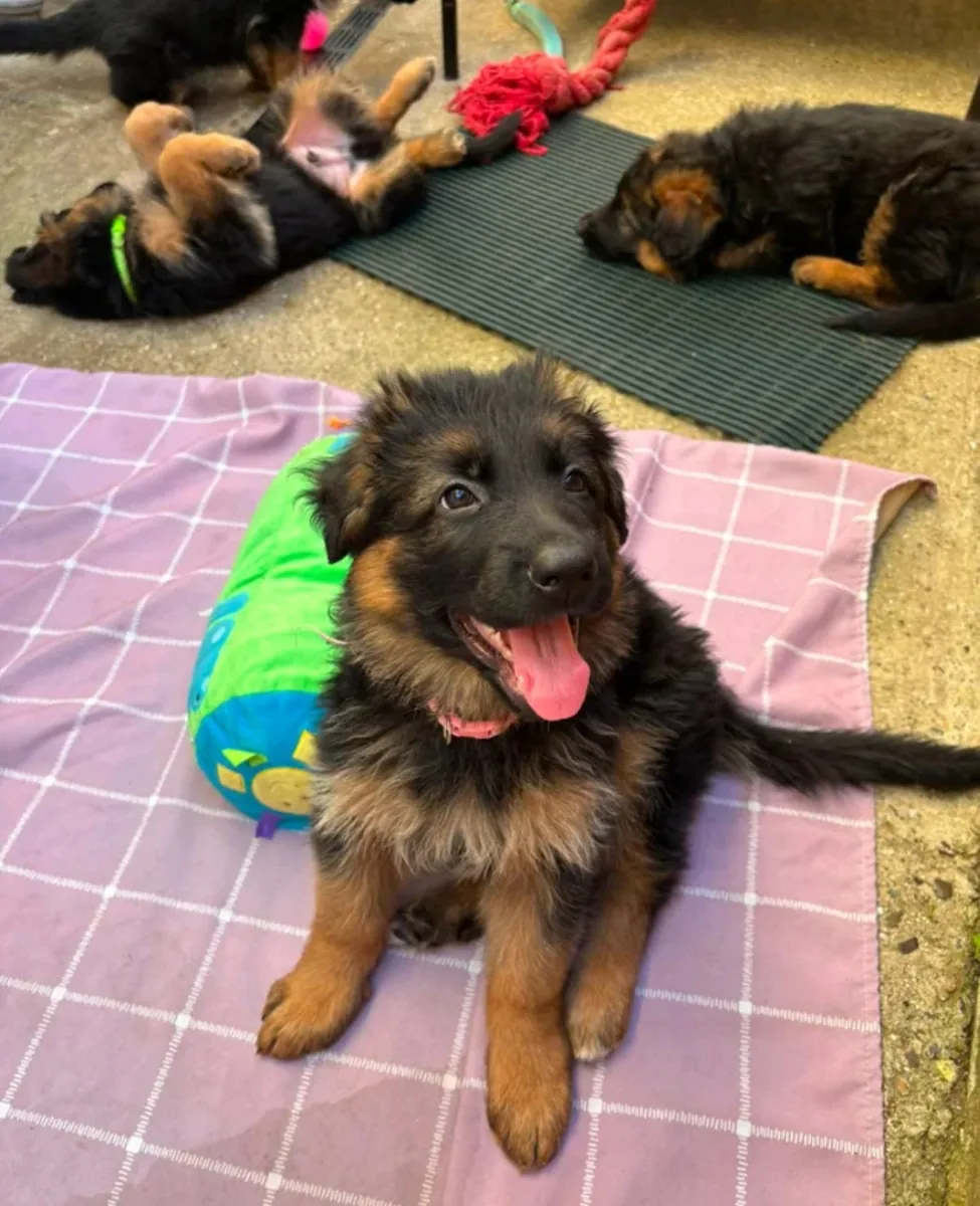 German Shepherd Puppies for Adoption