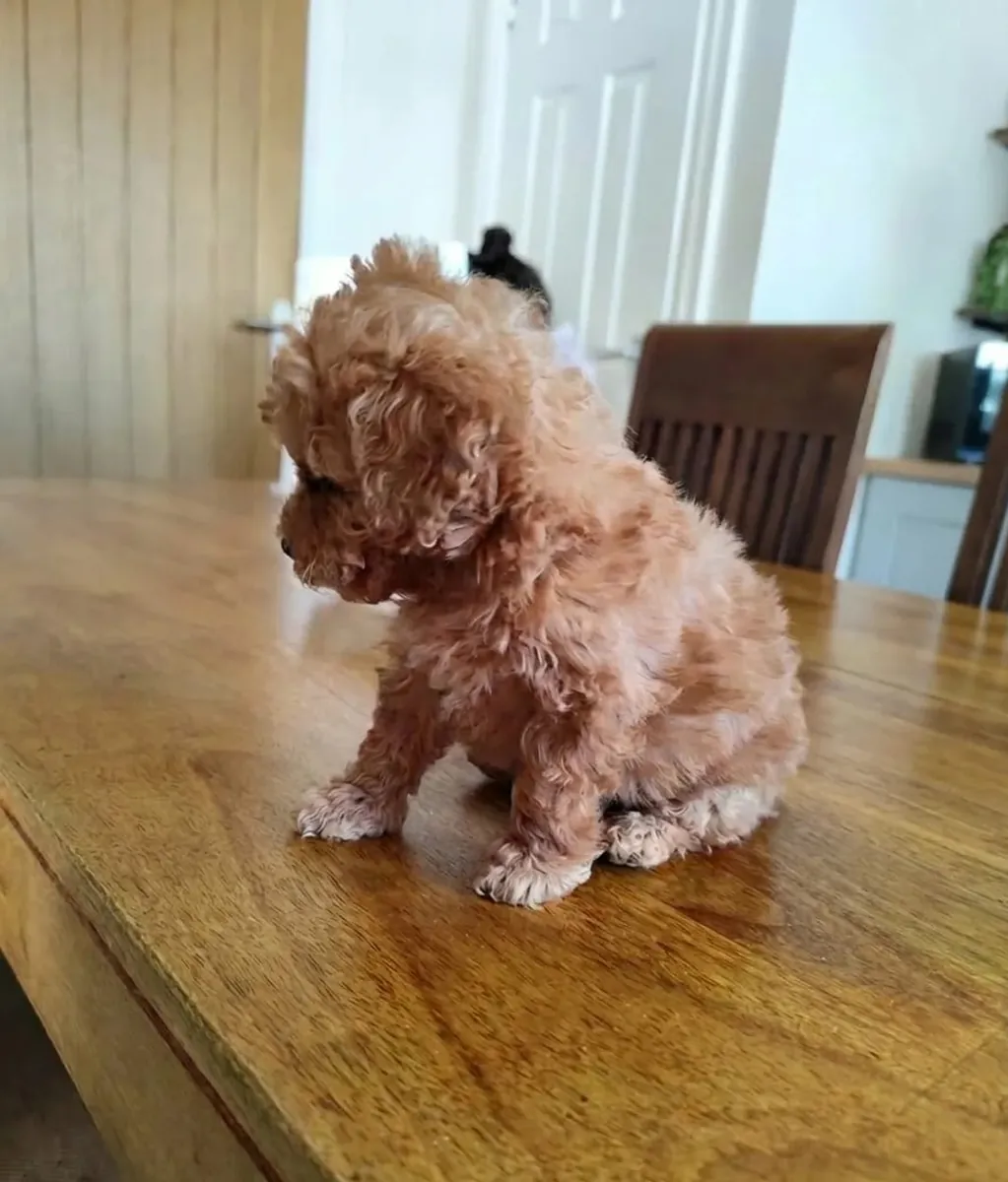 İki sağlıklı toy poodle yavrusu satılık