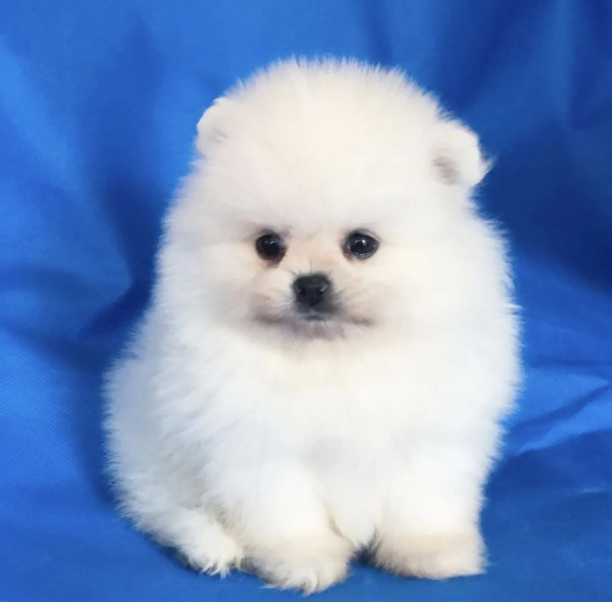 Cachorros Pomerania