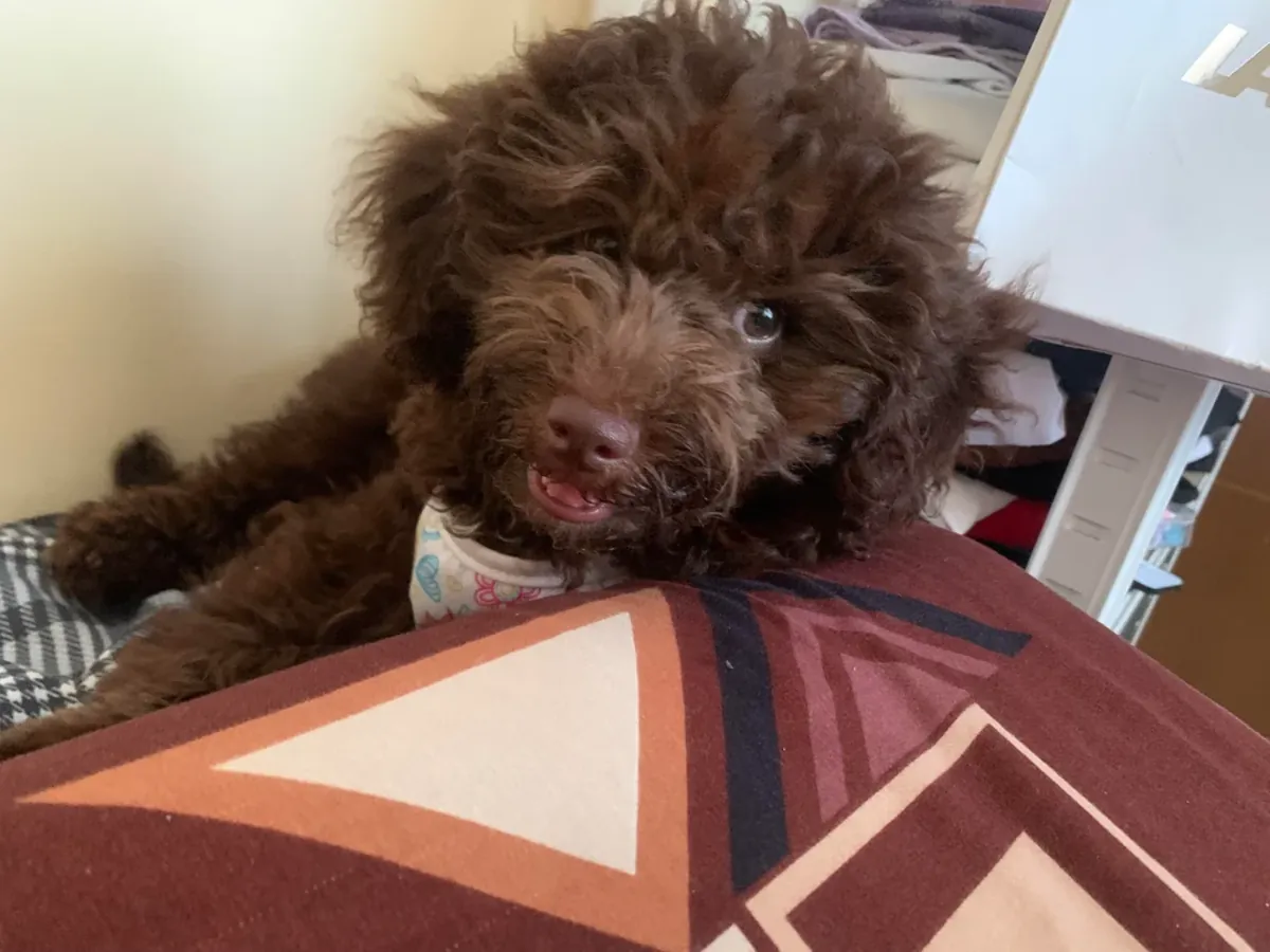 Looking for a good home for our poodle
