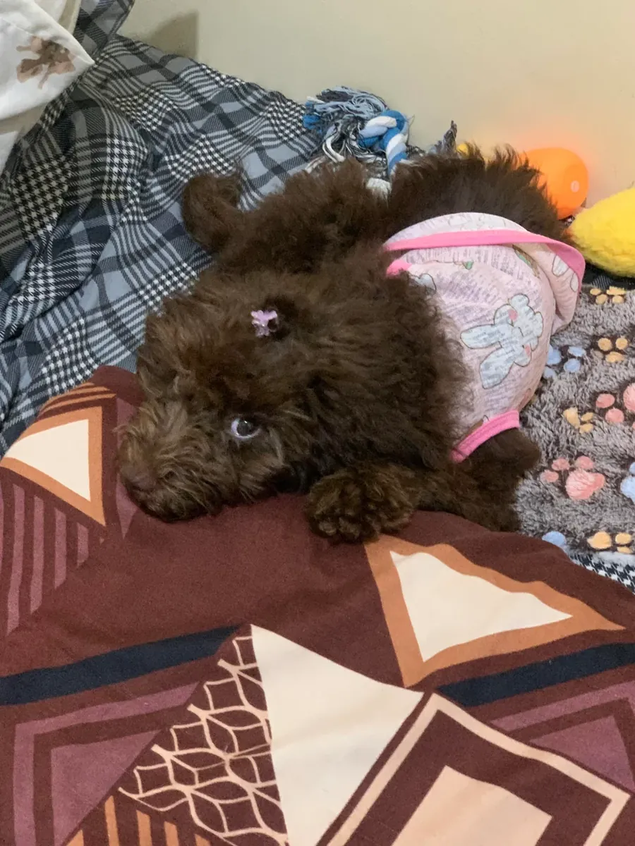 Looking for a good home for our poodle