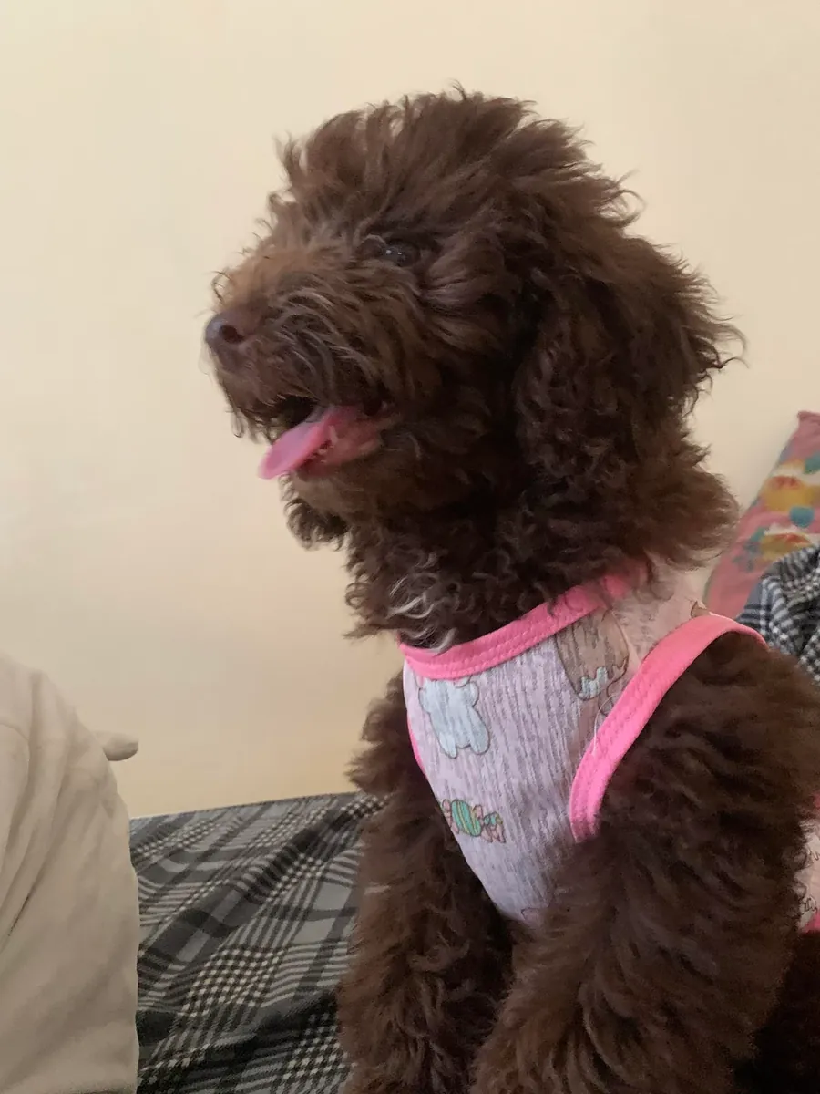 Looking for a good home for our poodle