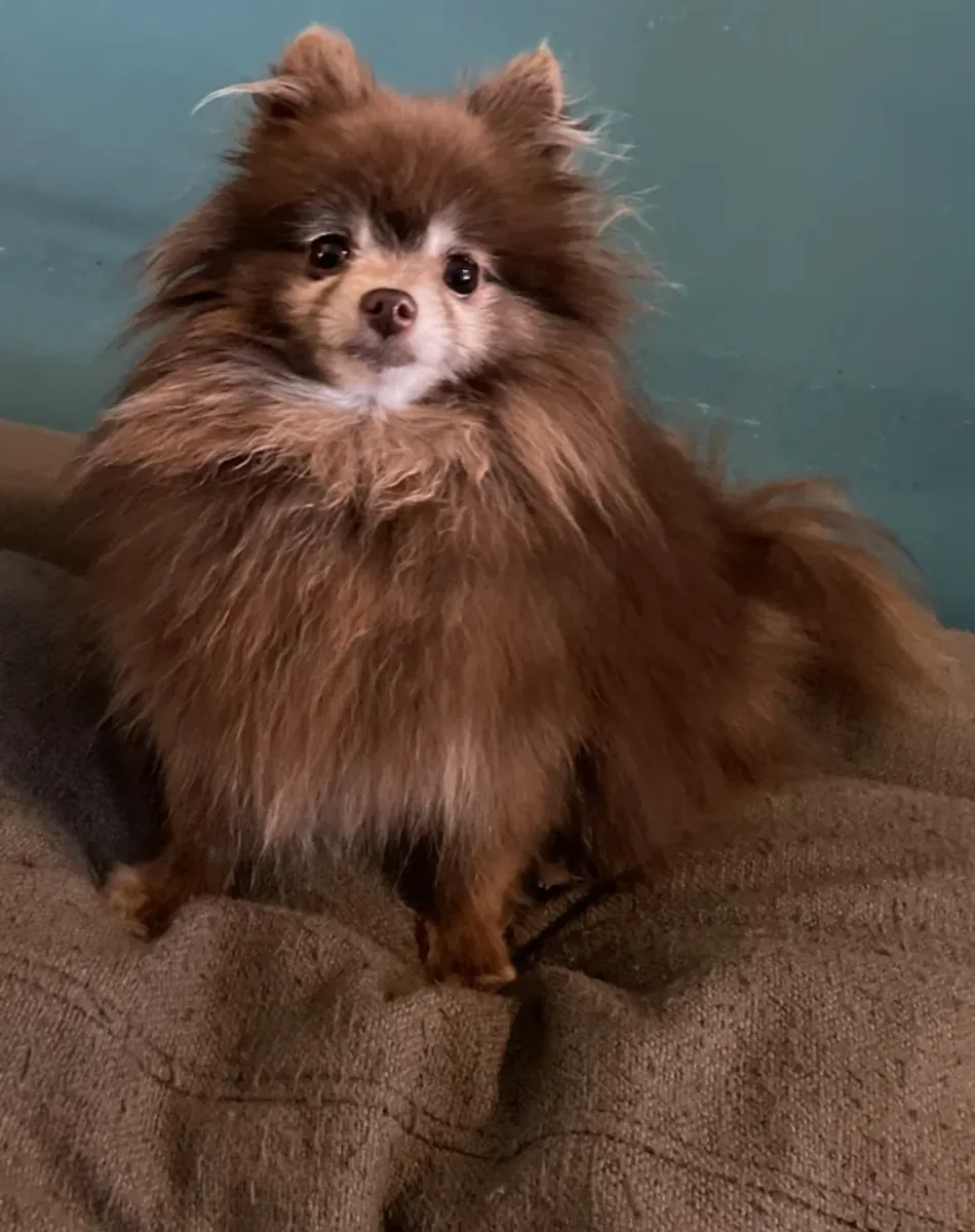 Pomeranian looking for a quieter home