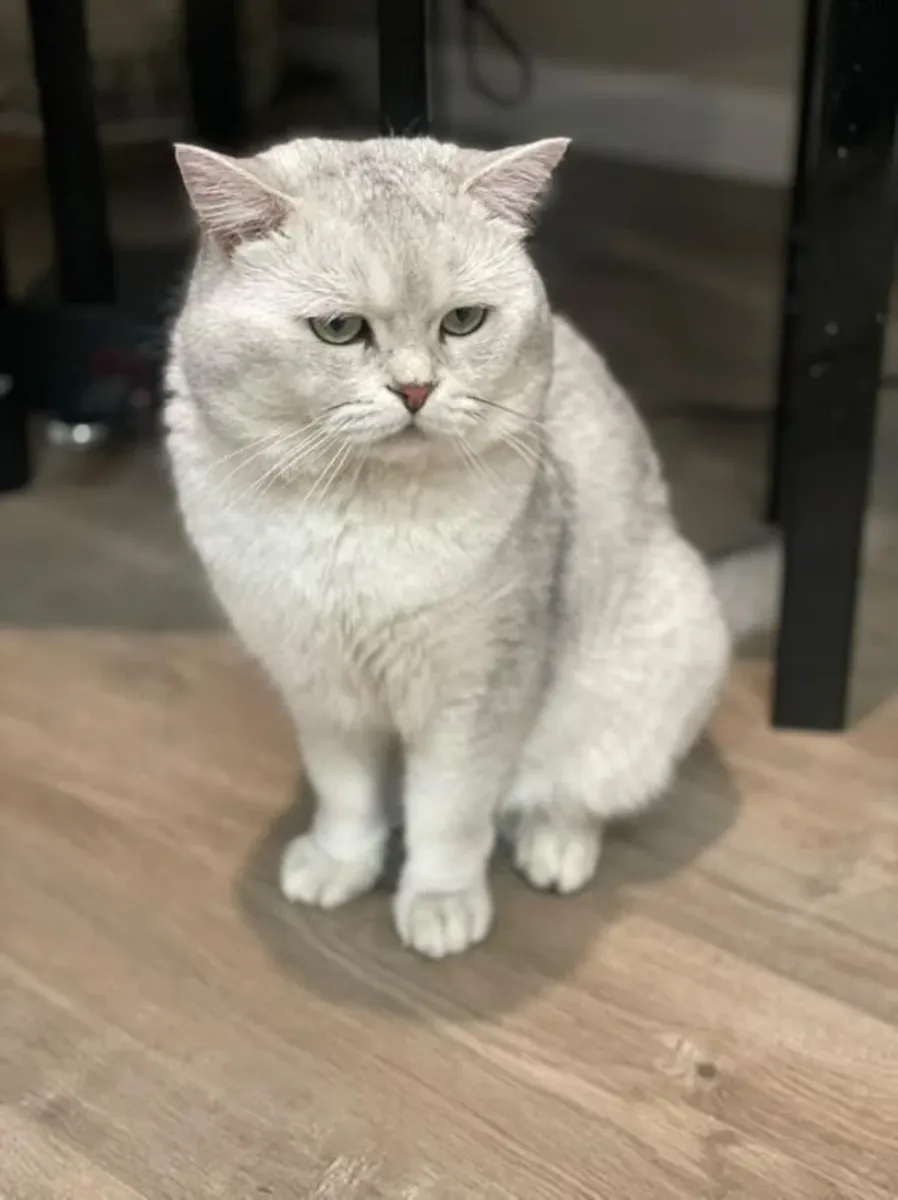 British shorthair cat available