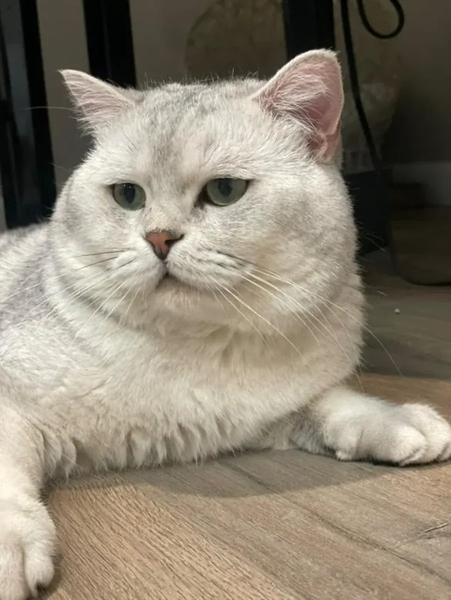 British shorthair cat available