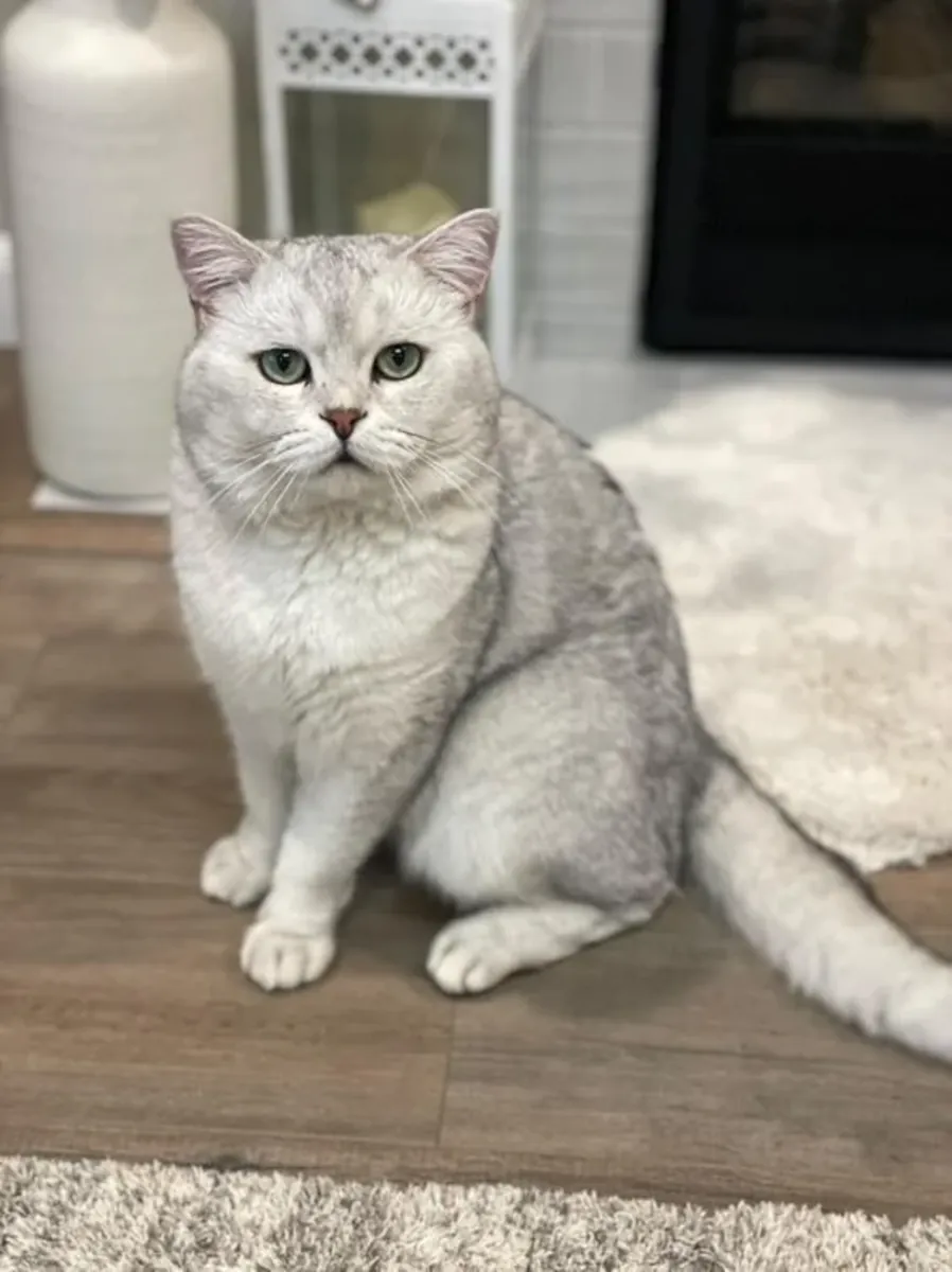 British shorthair cat available