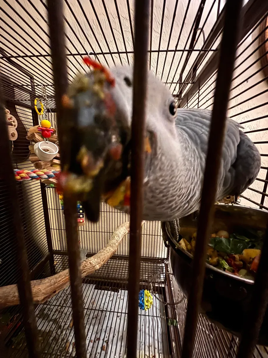 African grey parrot needing a new home