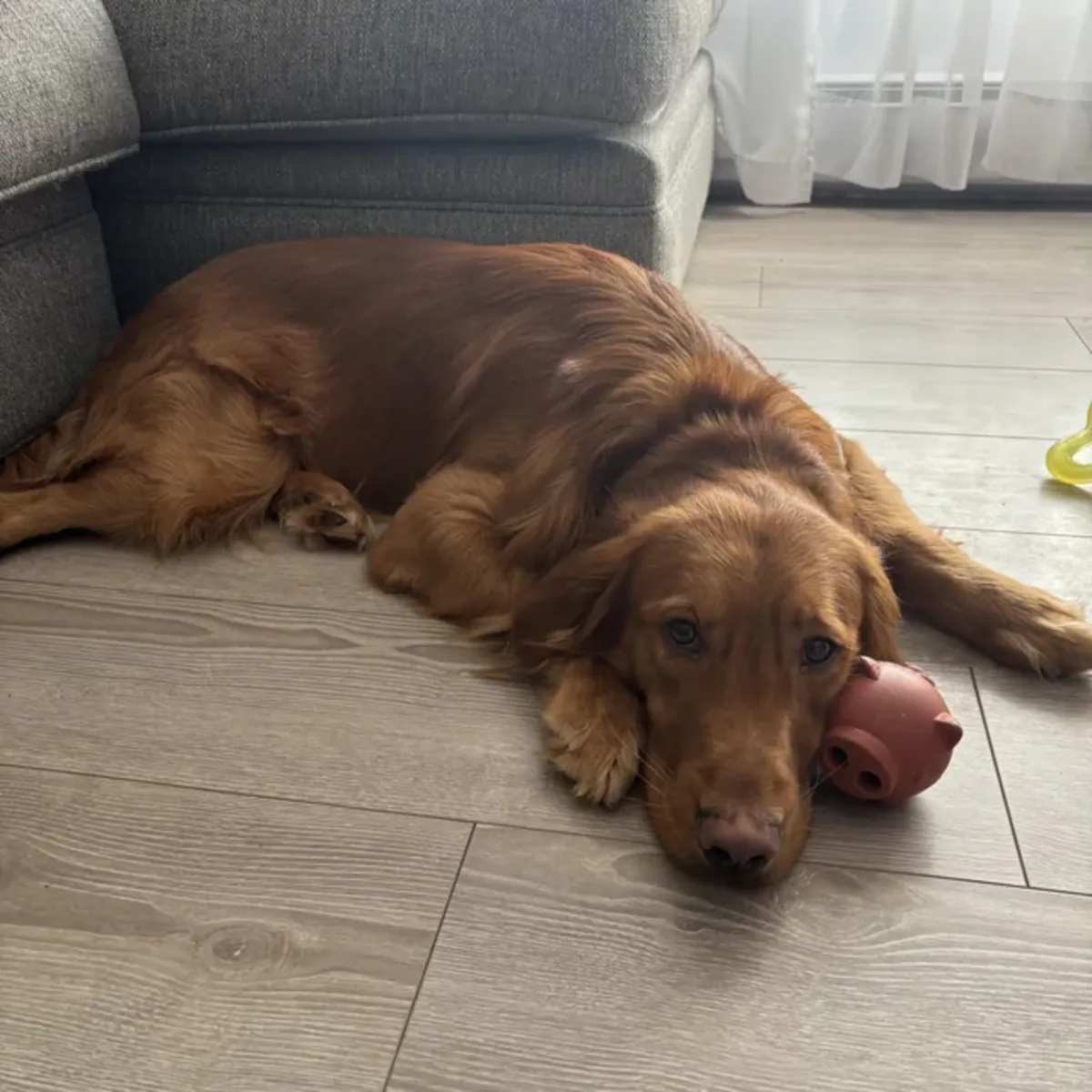 Golden retriever looking for a new owner