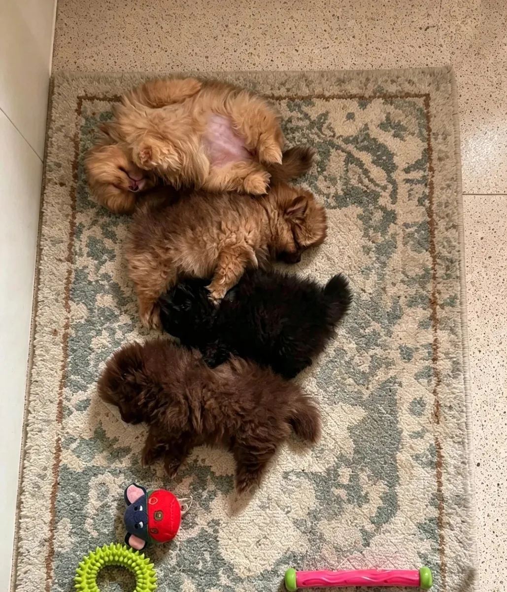 Pomeranias Puppies exceptional, health-tested parents – raised in our family home