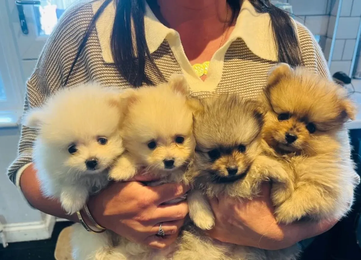 Pomeranias Puppies exceptional, health-tested parents – raised in our family home