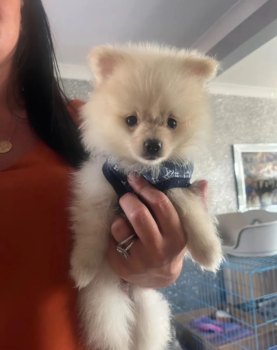 Pomeranias Puppies exceptional, health-tested parents – raised in our family home
