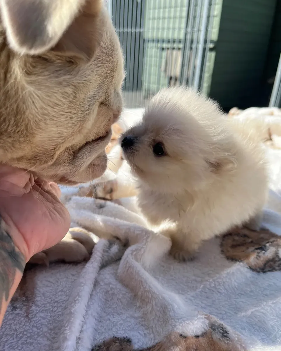 Pomeranias Puppies exceptional, health-tested parents – raised in our family home