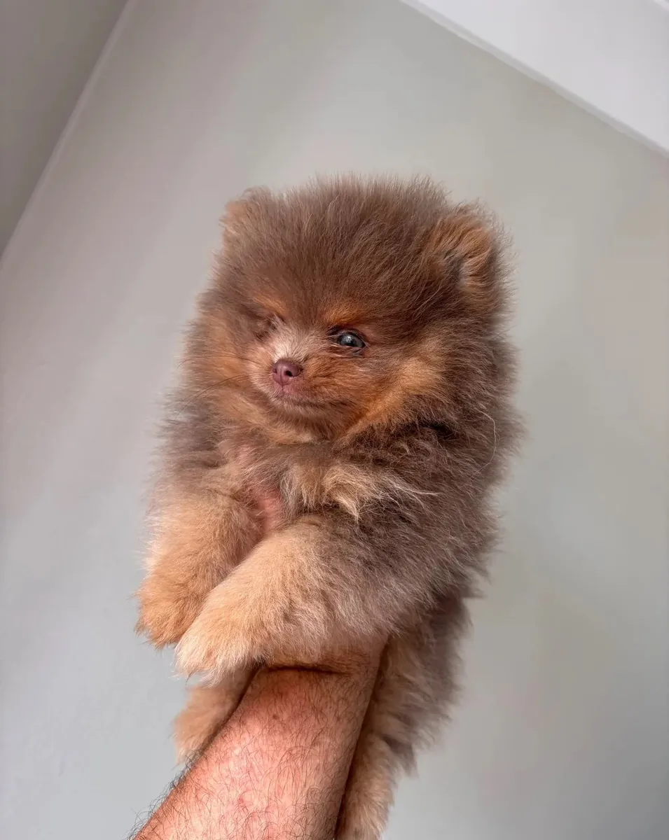 Pomeranias Puppies exceptional, health-tested parents – raised in our family home