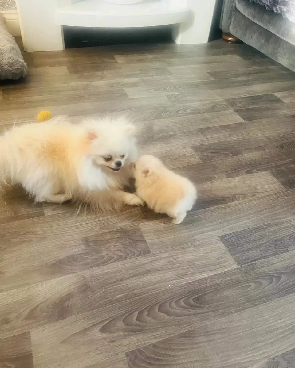Pomeranias Puppies exceptional, health-tested parents – raised in our family home