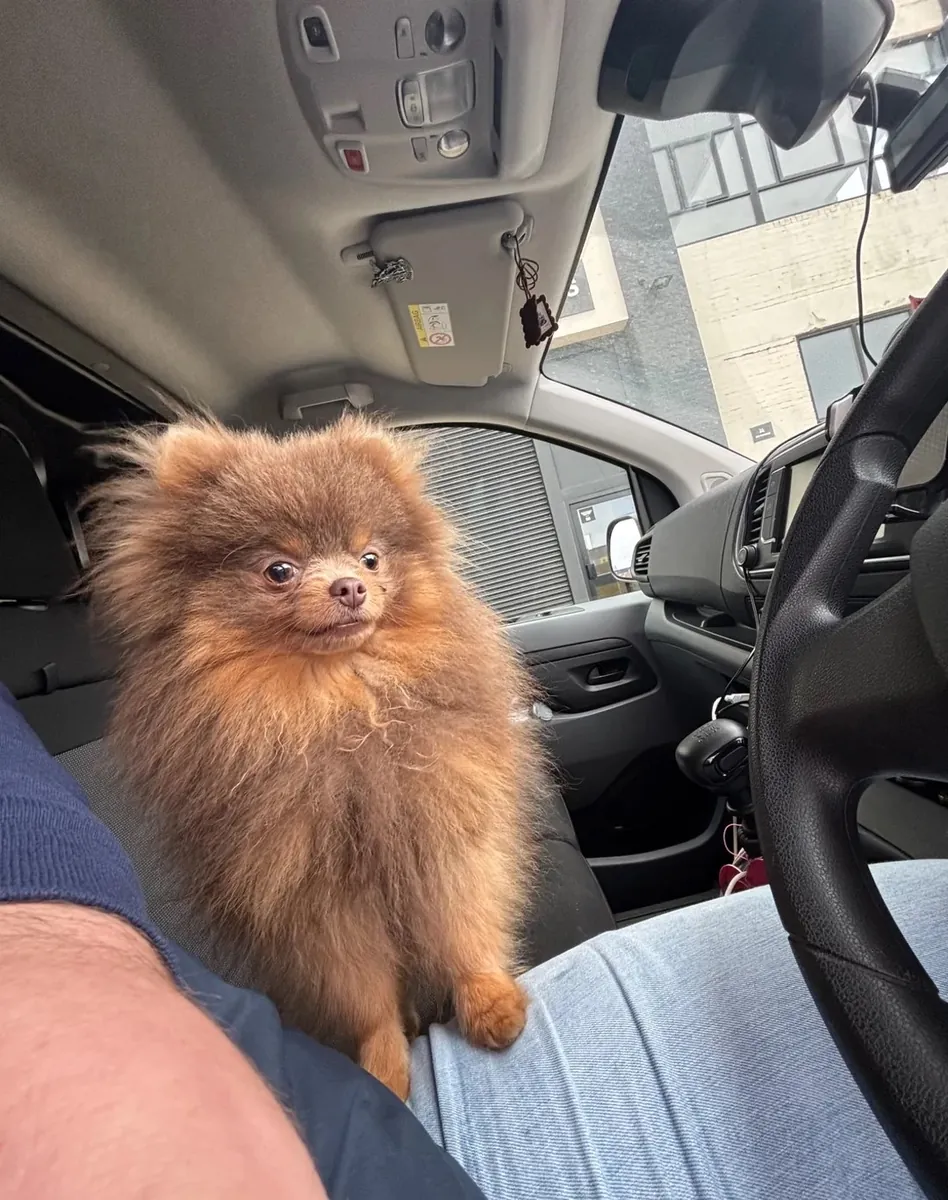 Pomeranias Puppies exceptional, health-tested parents – raised in our family home