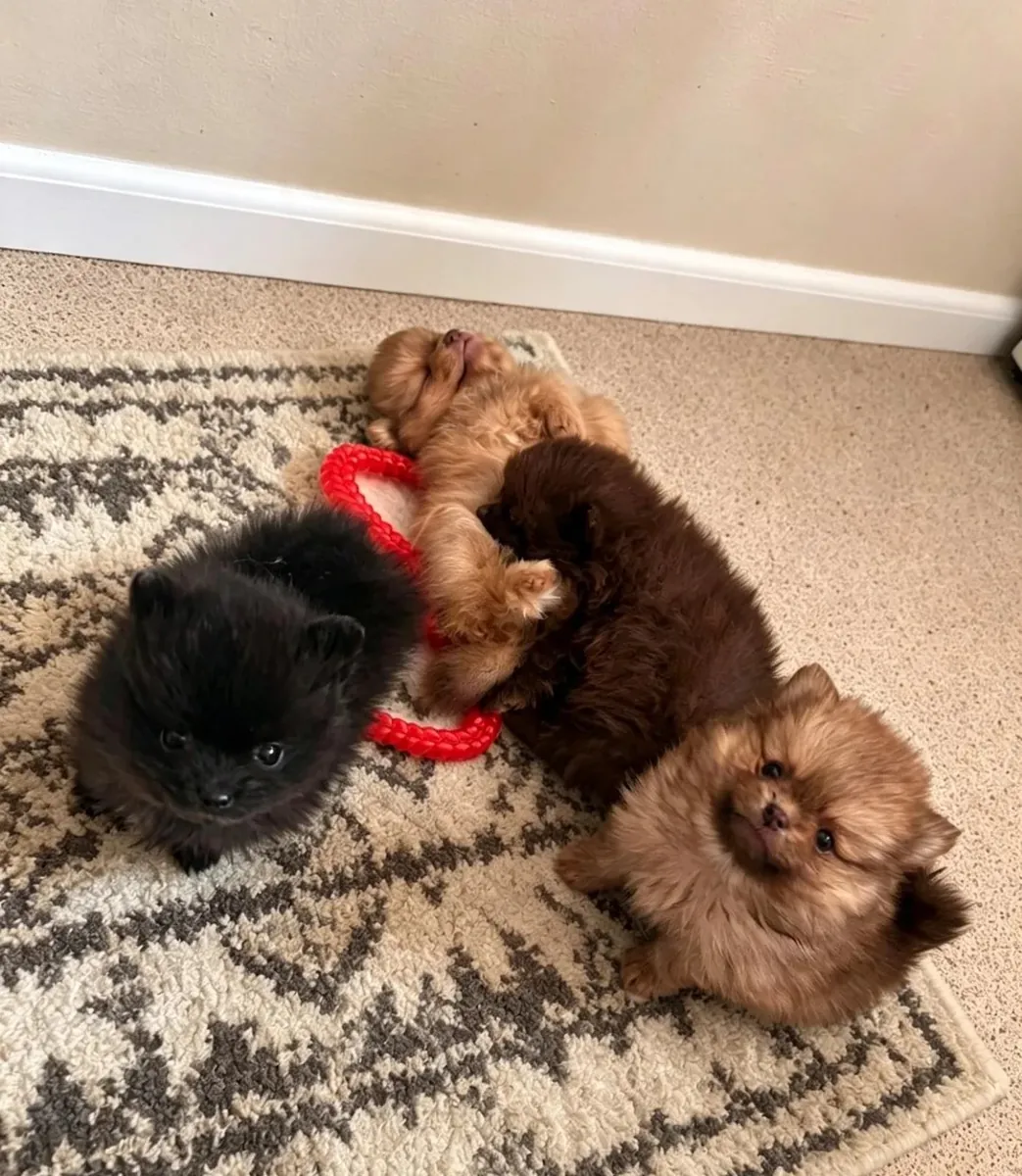Pomeranias Puppies exceptional, health-tested parents – raised in our family home