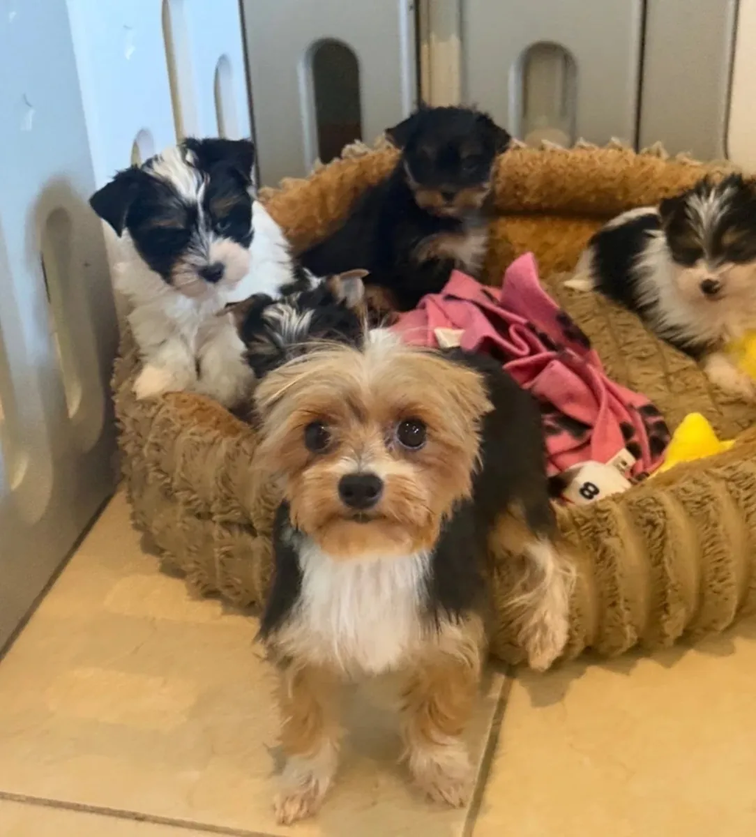 Male/Female Breed: Yorkshire Terrier (Yorkie) – Ready for a Forever Home