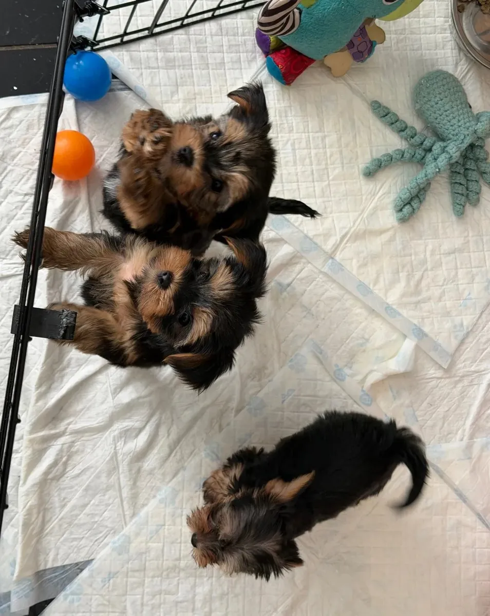 Male/Female Breed: Yorkshire Terrier (Yorkie) – Ready for a Forever Home