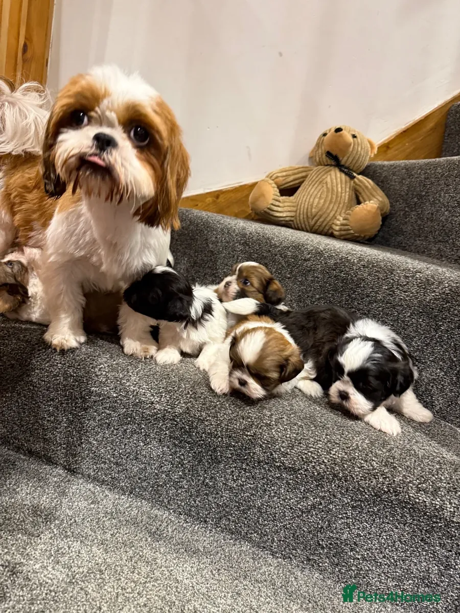 Magnifique portée de 6 chiots Shih Tzu