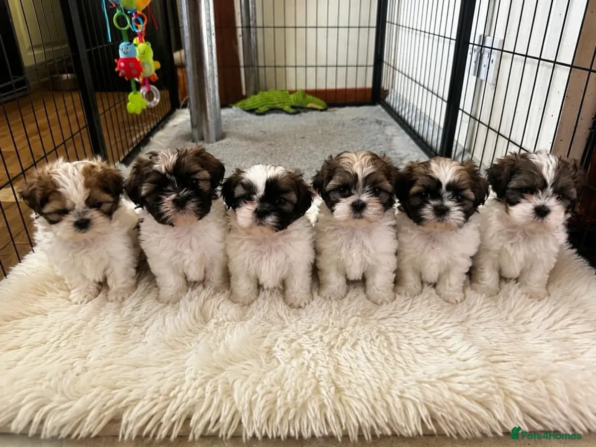 Magnifique portée de 6 chiots Shih Tzu