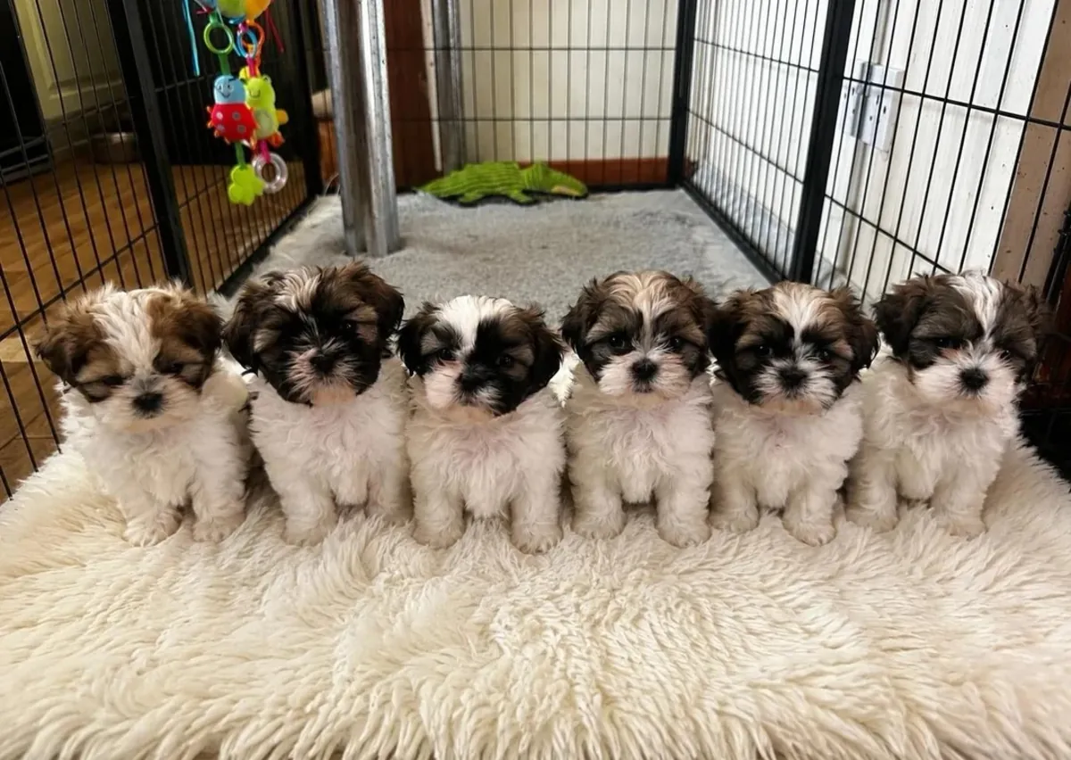 Magnifique portée de 6 chiots Shih Tzu