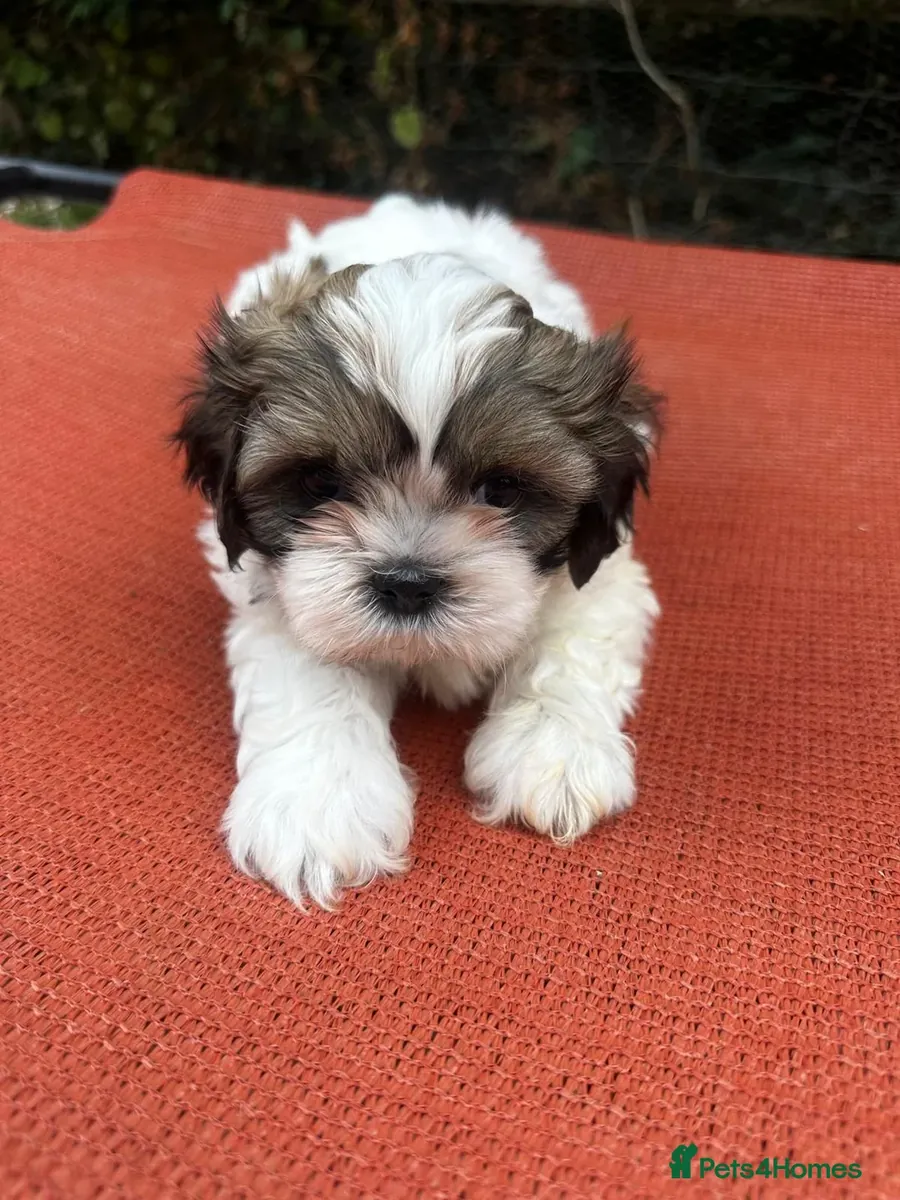 Magnifique portée de 6 chiots Shih Tzu