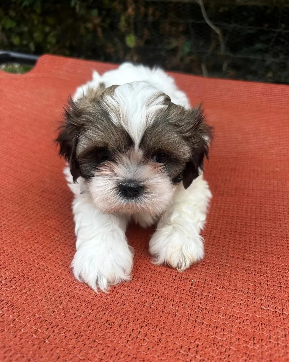 Magnifique portée de 6 chiots Shih Tzu