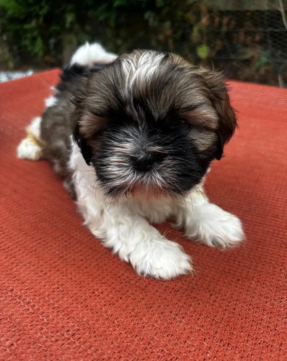 Magnifique portée de 6 chiots Shih Tzu