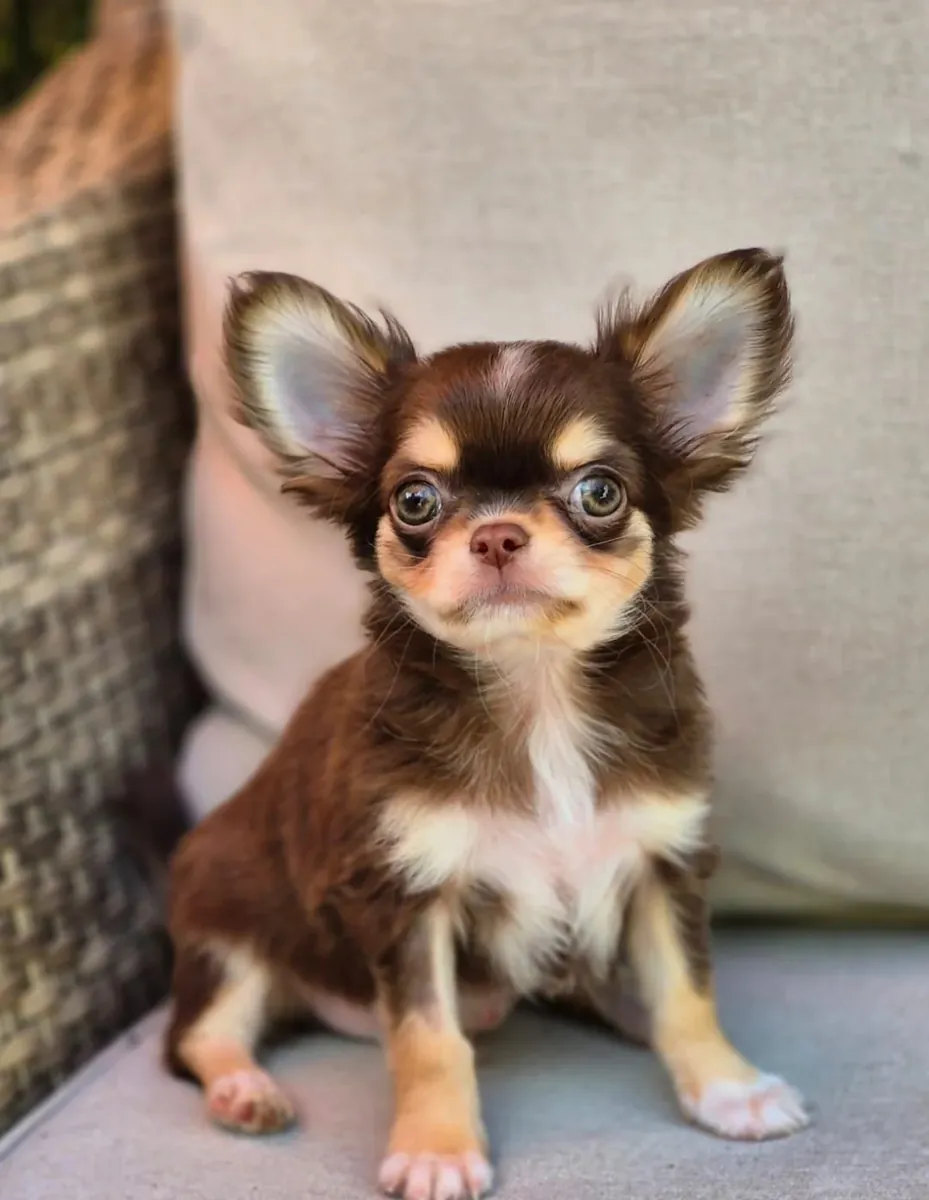 Beautiful litter of Chihuahua puppies, boy-girl, both raised in my home and under my care from birth