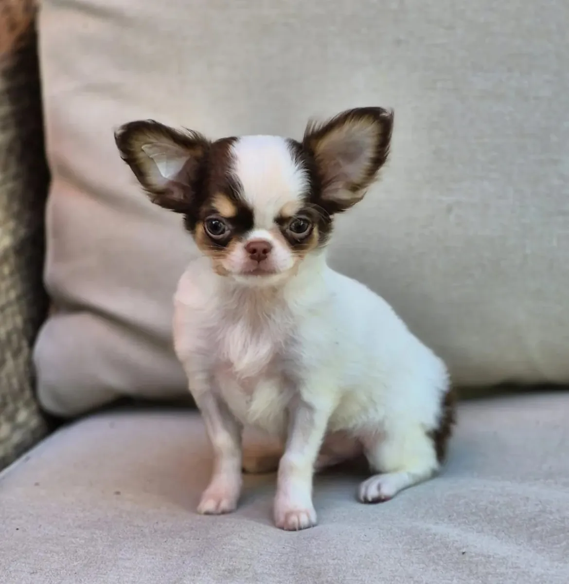 Beautiful litter of Chihuahua puppies, boy-girl, both raised in my home and under my care from birth