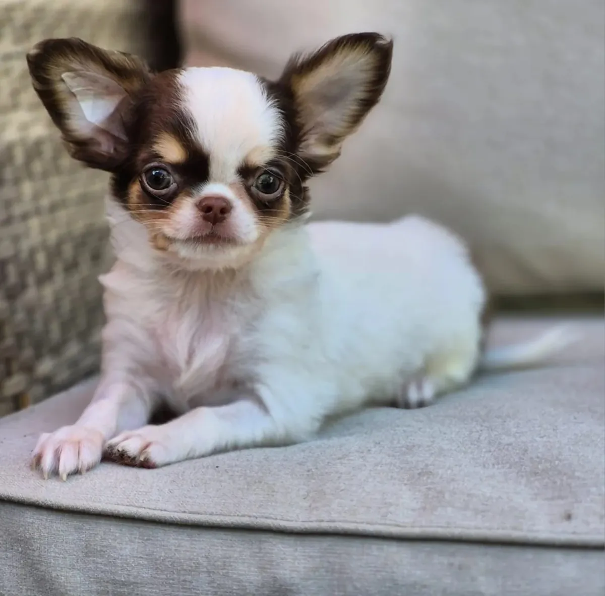 Beautiful litter of Chihuahua puppies, boy-girl, both raised in my home and under my care from birth