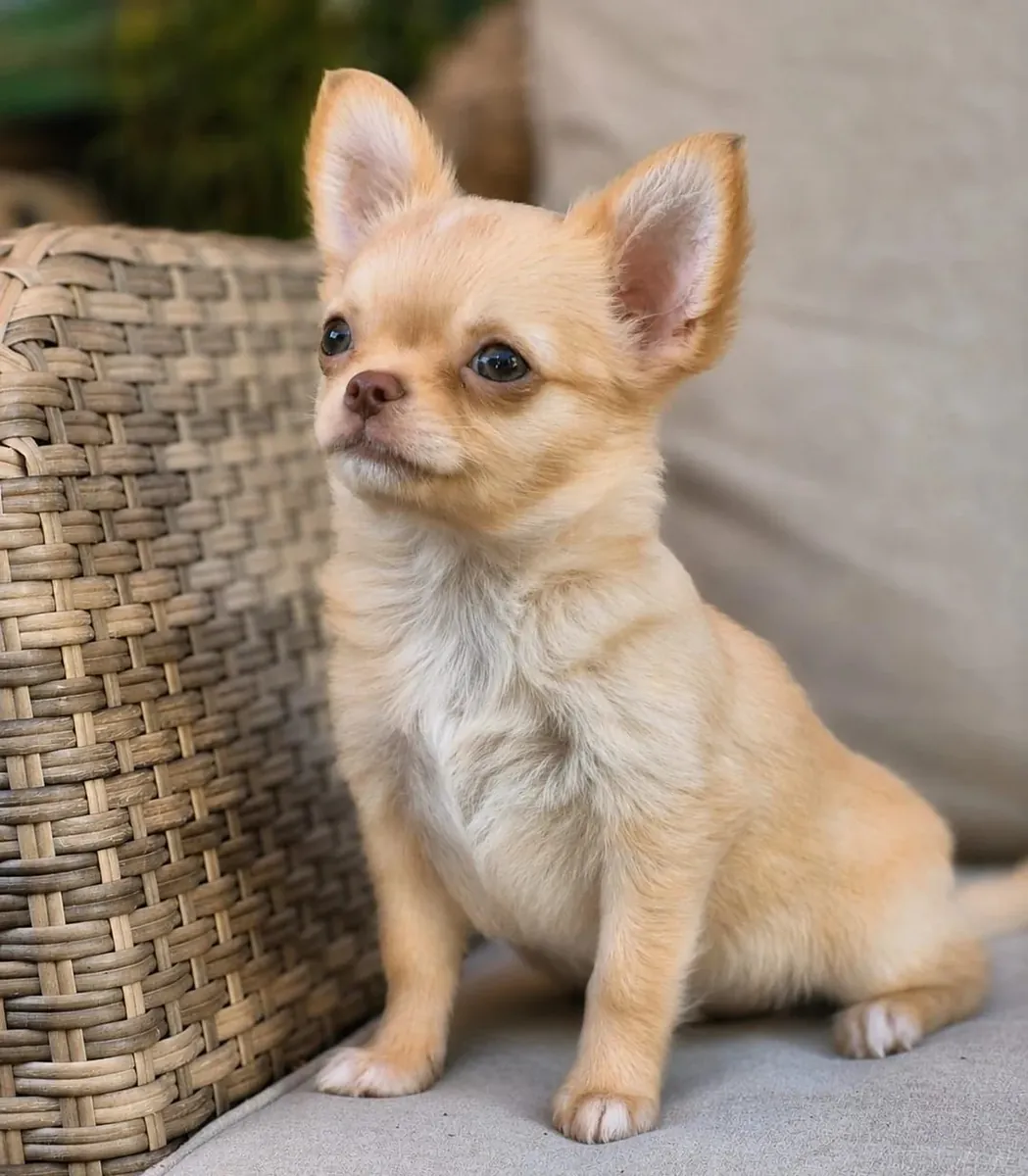 Beautiful litter of Chihuahua puppies, boy-girl, both raised in my home and under my care from birth