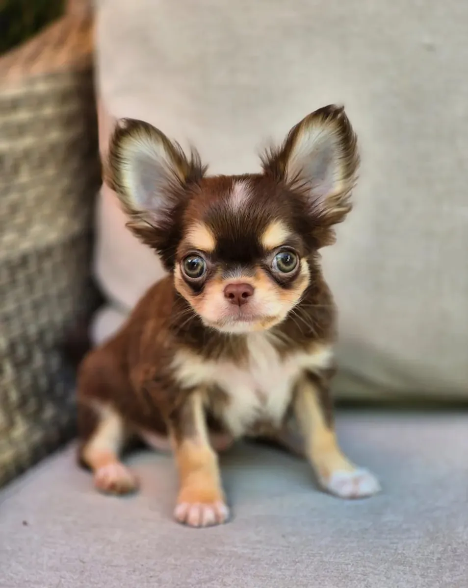 Beautiful litter of Chihuahua puppies, boy-girl, both raised in my home and under my care from birth