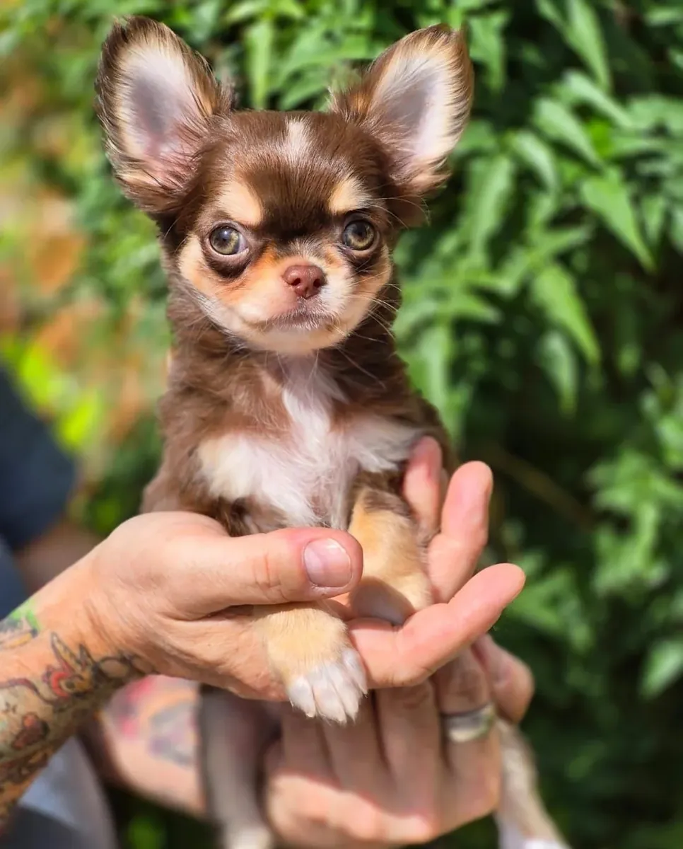 Beautiful litter of Chihuahua puppies, boy-girl, both raised in my home and under my care from birth