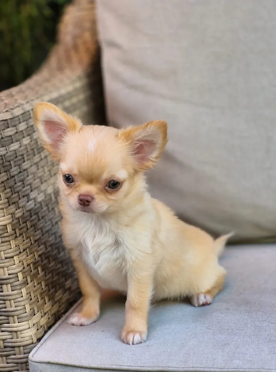 Beautiful litter of Chihuahua puppies, boy-girl, both raised in my home and under my care from birth