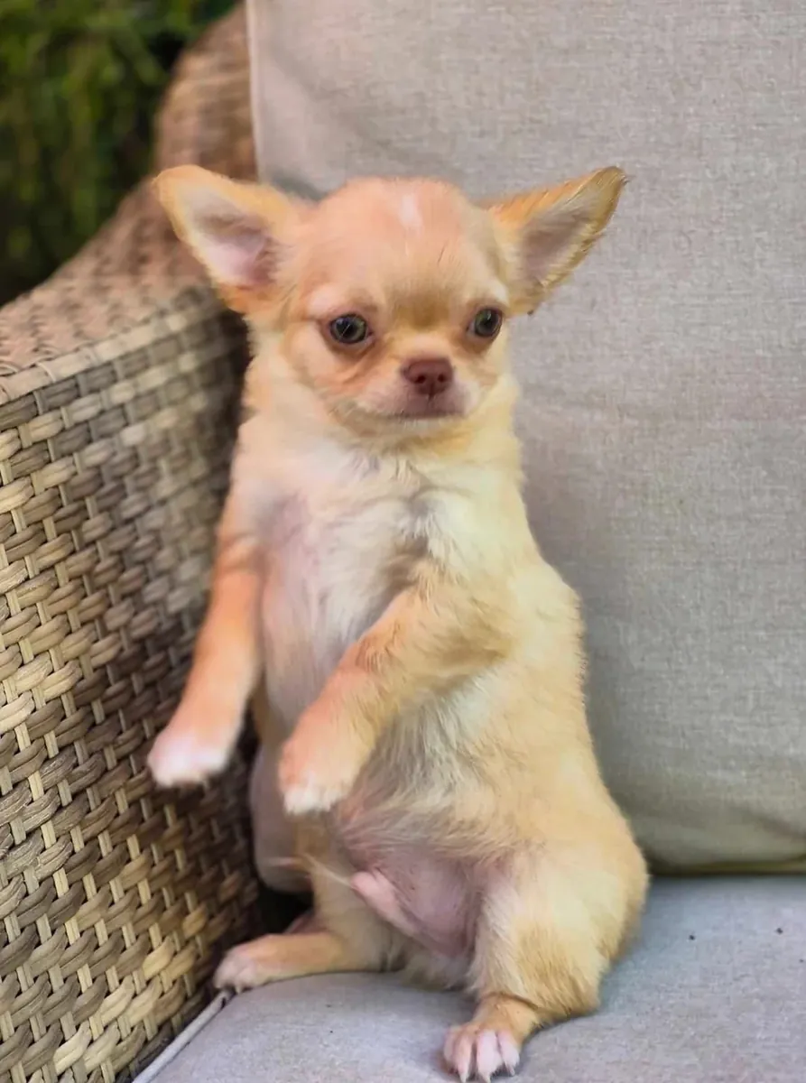 Beautiful litter of Chihuahua puppies, boy-girl, both raised in my home and under my care from birth