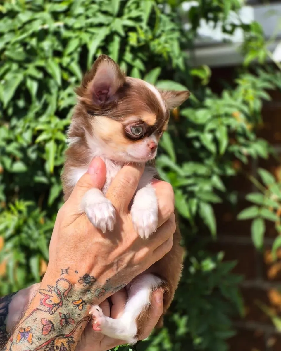 Beautiful litter of Chihuahua puppies, boy-girl, both raised in my home and under my care from birth