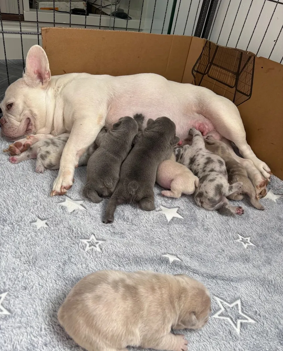 Beautiful litter French Bulldog 7 puppies 4 girls and 3 boys 