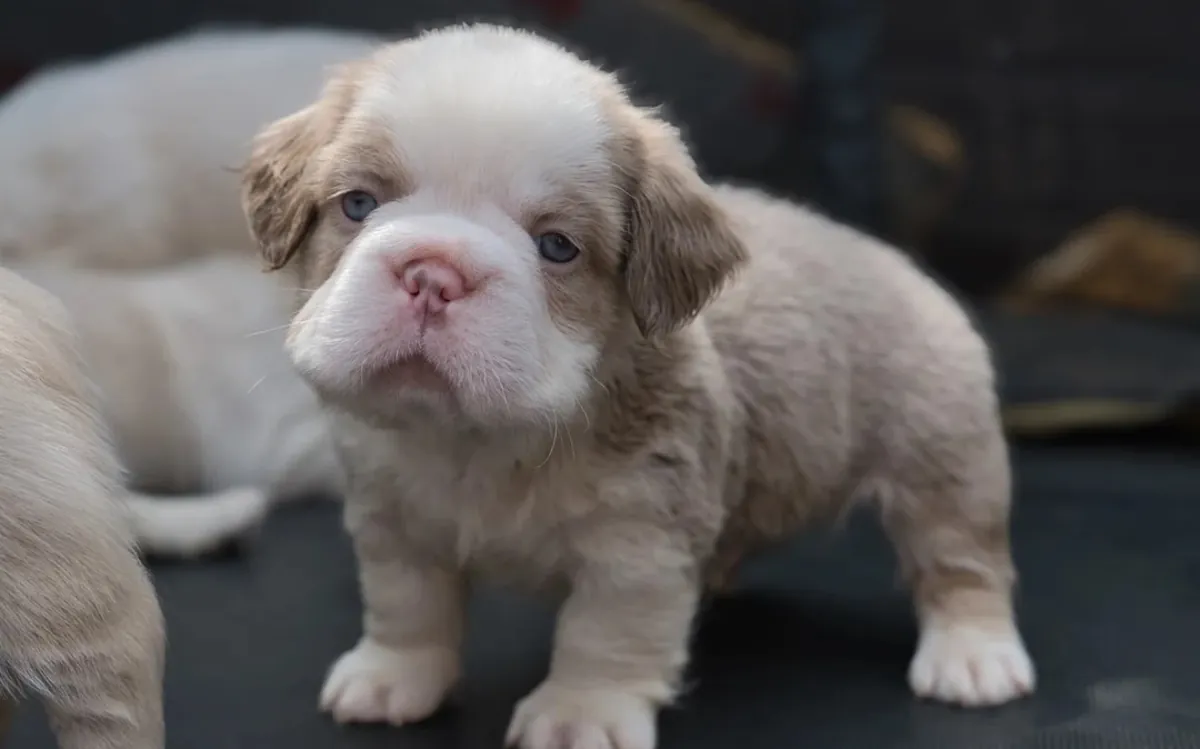 Beautiful litter French Bulldog 7 puppies 4 girls and 3 boys 