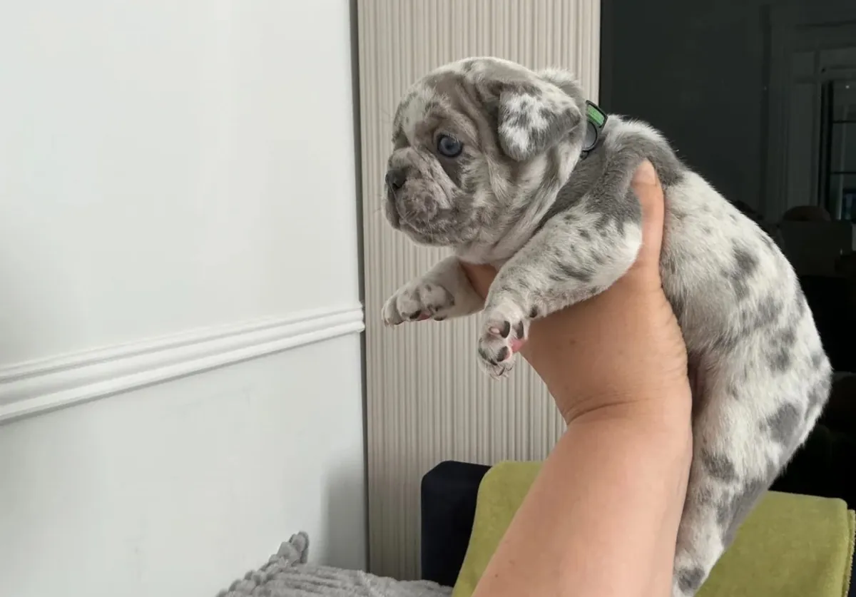 Beautiful litter French Bulldog 7 puppies 4 girls and 3 boys 