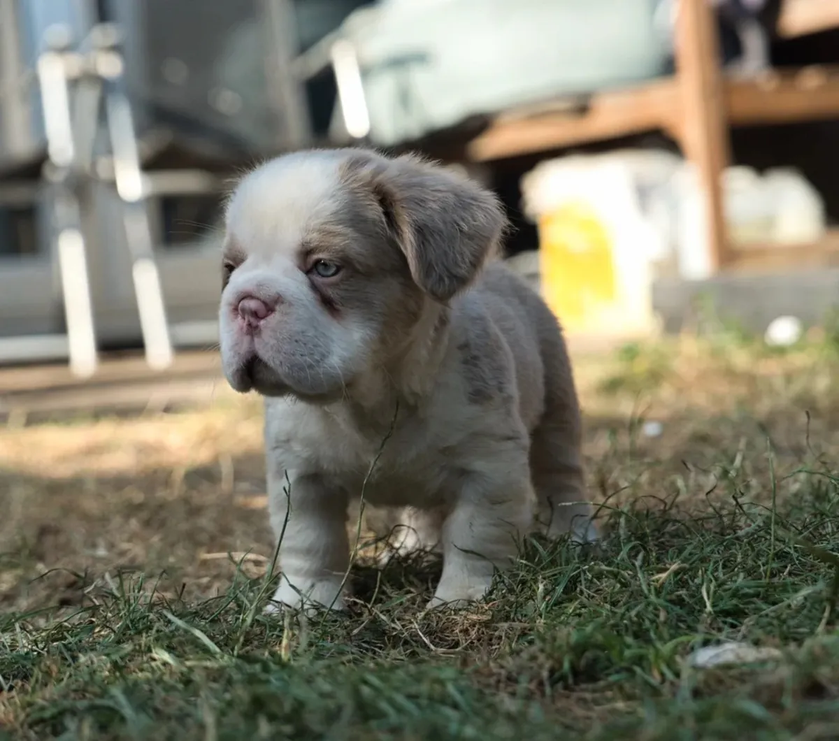 Beautiful litter French Bulldog 7 puppies 4 girls and 3 boys 
