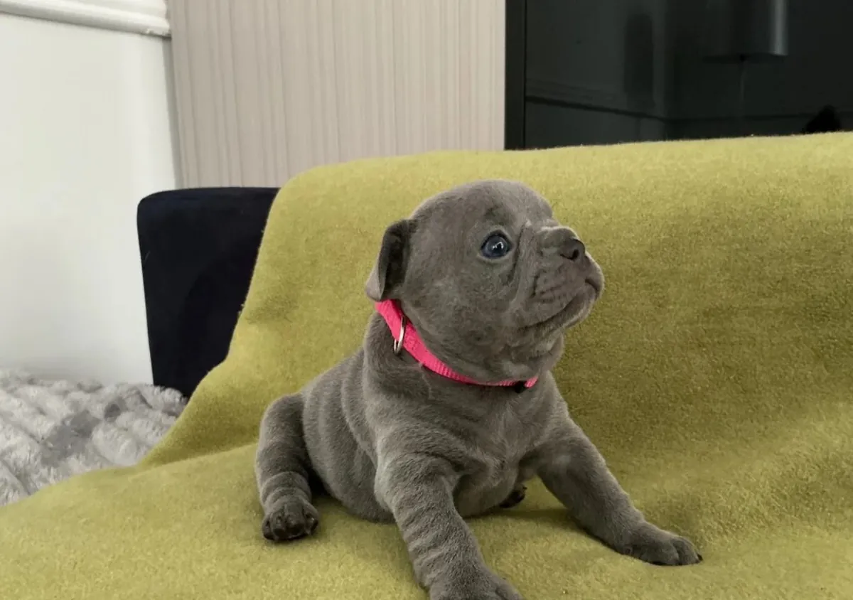 Beautiful litter French Bulldog 7 puppies 4 girls and 3 boys 