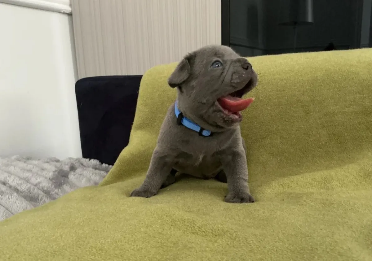 Beautiful litter French Bulldog 7 puppies 4 girls and 3 boys 