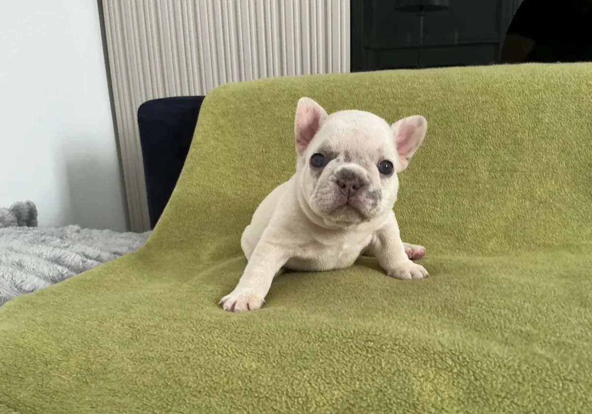Beautiful litter French Bulldog 7 puppies 4 girls and 3 boys 